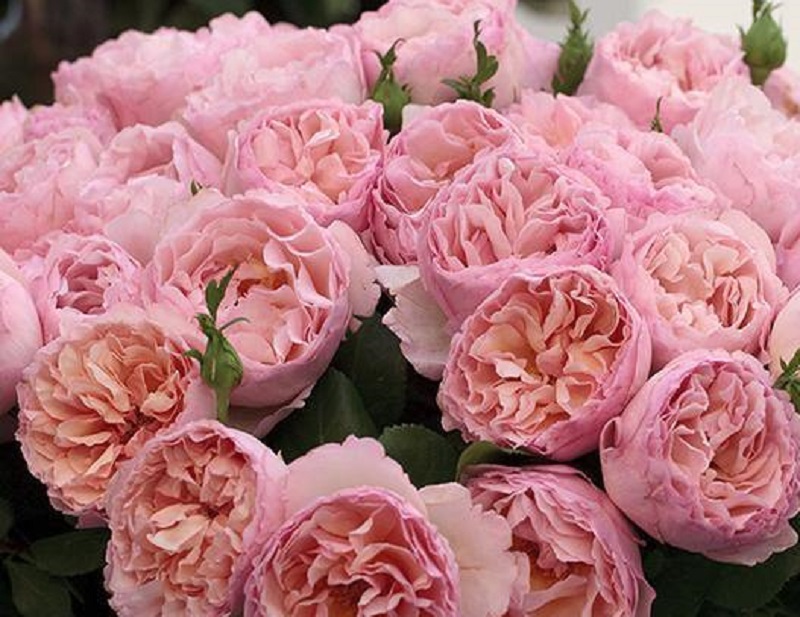 Famous Roses
